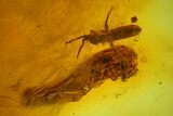 Fossil Springtail (Collembola) & Fly (Chironomidae) In Baltic Amber #173674-2
